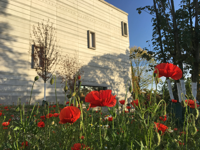 Top Ten Sehenswürdigkeiten Weimar: Bauhaus-Museum Weimar Westseite der Sehenswürdigkeit Bauhaus-Museums Weimar im Abendlicht mit Mohnblumen