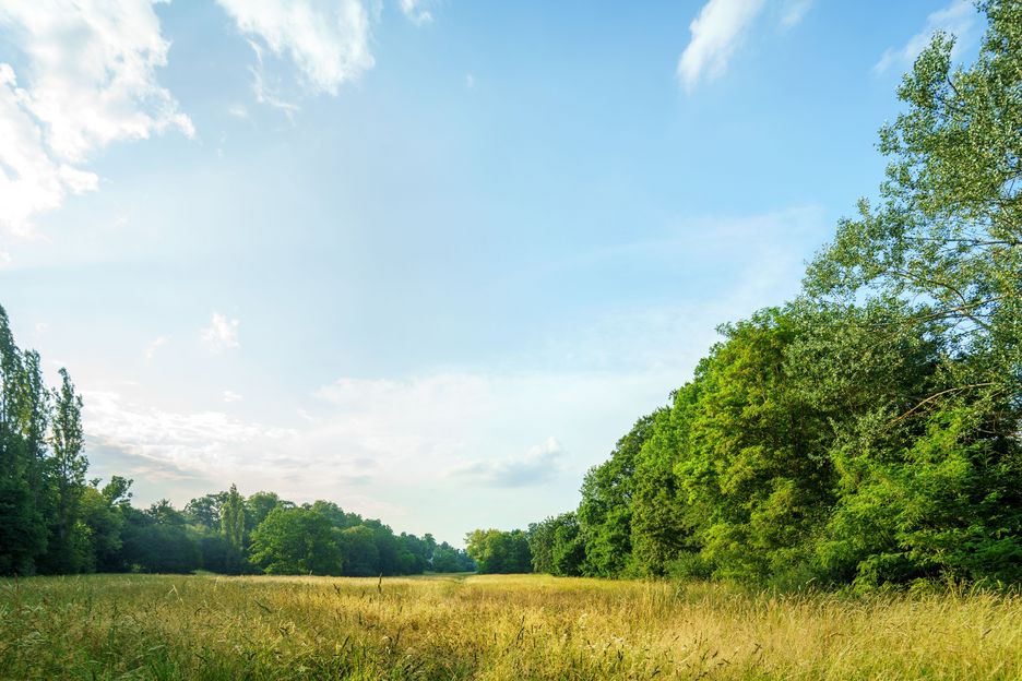 Park an der Ilm Die Glockenwiese im Park an der Ilm