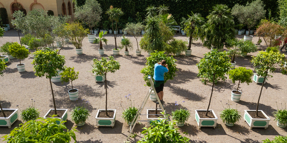 Gärtnerische Arbeit Ein Gärtner bescheidet die Zitruspflanzen an Orangerie Belvedere.