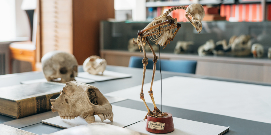 Forschung Skelett eines Waldkauzes im Naturwissenschaftlichen Kabinett